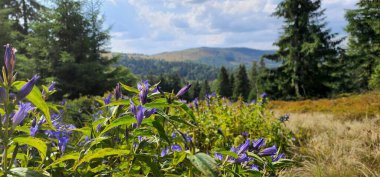 Dağlarda güzel çiçekler