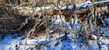 Ormandaki güzel bir ağaç manzarası.