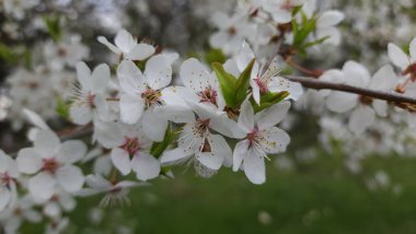 Ağacın beyaz çiçekleri