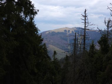 Bahar mevsiminde Karpatların güzel dağı