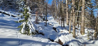 Kar ve ağaçlarla kaplı kış manzarası