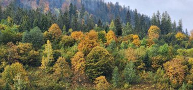 Renkli orman ve ağaçlar. Renkli yapraklı sonbahar manzarası