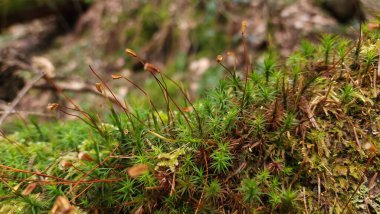 Ormanda yeşil yosun