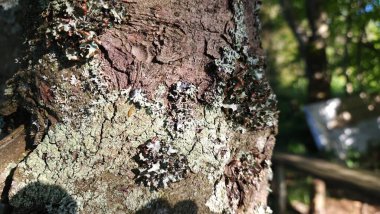 kabuk dokusu arkaplanı kapat