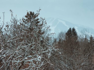 Karla kaplı ağaçlarla kaplı kış manzarası