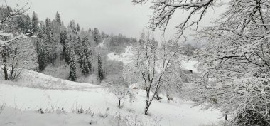 Karla kaplı ağaçlarla kaplı kış manzarası