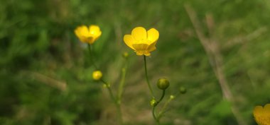 Çayırdaki sarı ve sarı düğün çiçeklerini kapatın.