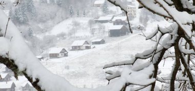 Kar- ormandaki ağaçlar