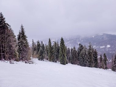 Karpat Dağları 'ndaki kış ormanı. ukraine.