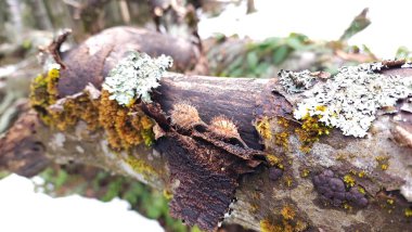 Ağaç dalları, bitki örtüsü ve doğa