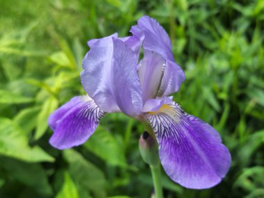 mor süsen çiçekleri.