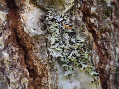 Bir ağaç kabuğuna yakın.