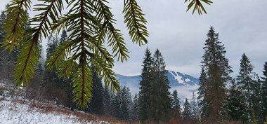 Karla kaplı ağaçlarla kaplı kış manzarası