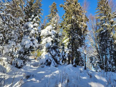 Karla kaplı ağaçlarla kaplı kış manzarası