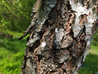 Kara kabuklu huş ağacı