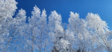 Mavi gökyüzüne karşı karla kaplı kış ağaçları.