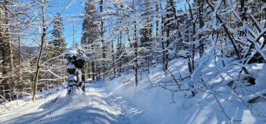 Kış orman karla kaplı