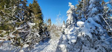 Kışın karla kaplı orman