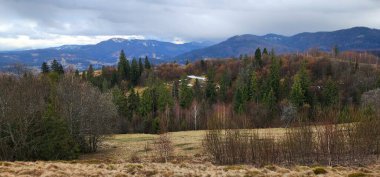 Dağlarda sonbahar ormanı