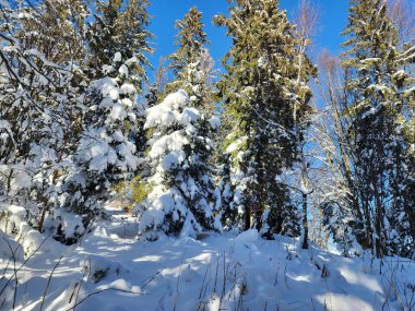 Kışın karlı orman