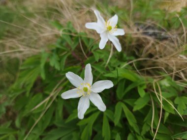 Güzel botanik fotoğrafı, doğal duvar kağıdı.