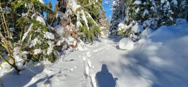 Parkta karla kaplı ağaçlar