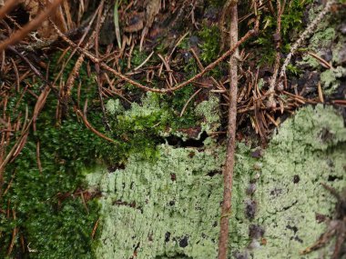 Ağaç gövdesinde yosun ve liken