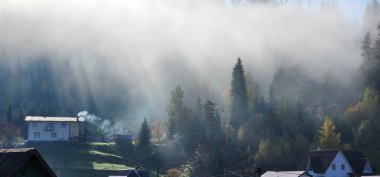 Şırıngasız kurumuş ladin.