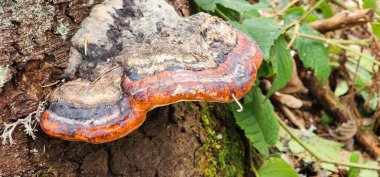 Şırıngasız kurumuş ladin.