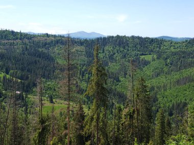 Karpatlar 'daki güzel dağ manzarası