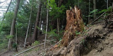 Arka planı bulanık, kırık bir ağacın dikey görüntüsü.