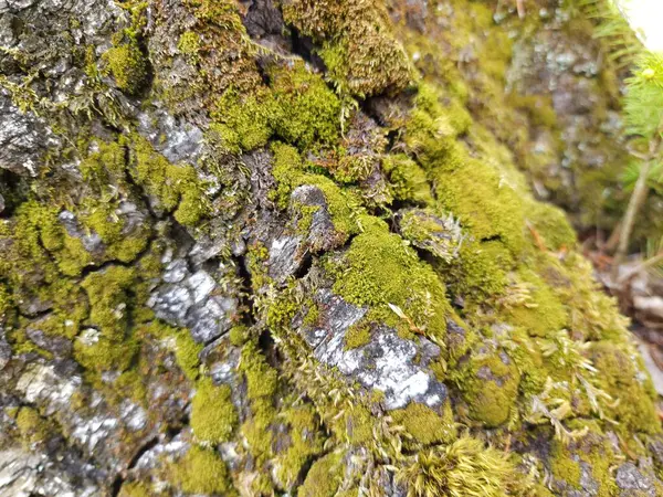 green tree trunk with moss on the bark