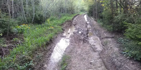 Ormanın ortasındaki toprak yol, Rusya..