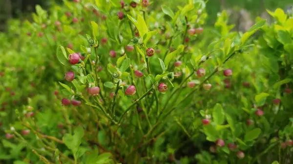 green bush with flowers and buds