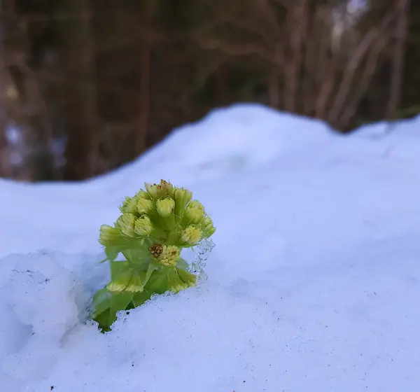 green plant in snow in the garden