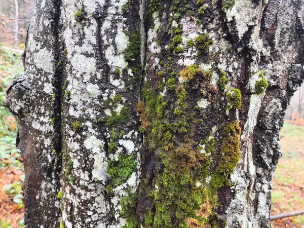 tree trunk in the moss