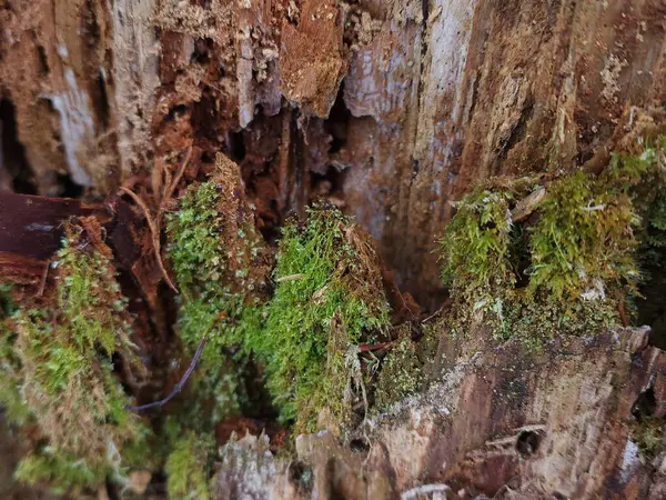 a closeup shot of a tree trunk with a moss