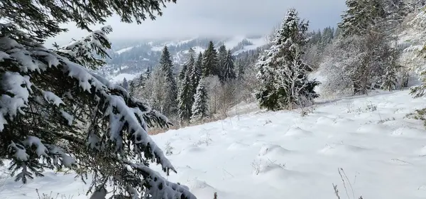 Ormanda karla kaplı ağaçlar