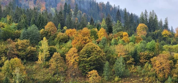 カラフルな森と木々 カラフルな葉と秋の風景 ストックフォト