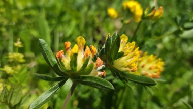 Ormanda, güneşin altında, bulanık arkaplanlı sarı bir çiçeğin yakın çekimi.
