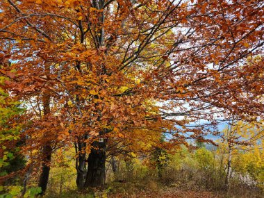 Ormanda sonbahar yaprakları