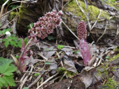 Güzel botanik fotoğrafı, doğal duvar kağıdı.