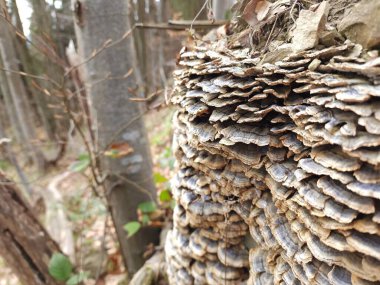 Ağaçtaki mantarlar