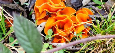 Ormanda yetişen turuncu ve sarı mantarlar