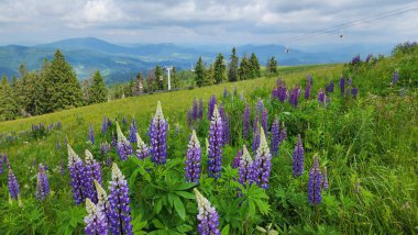 Slovakya 'da dağ çiçekleri