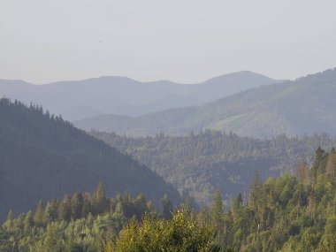 Ağaçlar ve ormanlarla kaplı dağ manzarası