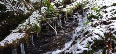 Ormanda güzel bir şelale