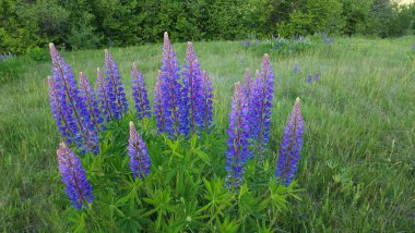 Ormanda güzel çiçekler