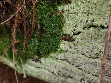 Ağacın kabuğunda yosun.