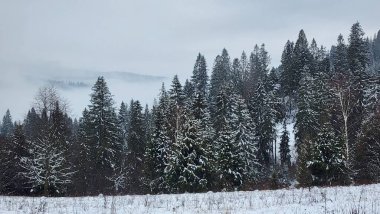 Ormanda karla kaplı ağaçlar